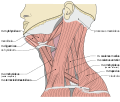 Muscles of the neck