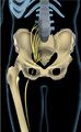 Sciatic nerve 2
