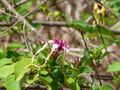 Strophanthus