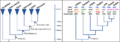 Phylogenetics