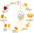Giardia life cycle