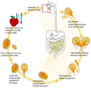Giardia life cycle