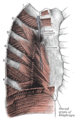 Diagram of a transverse section of the posterior abdominal wall, to show the disposition of the lumbodorsal fascia