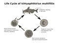 Life cycle of Ichthyophthirius multifiliis