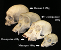 Primate skull series with legend