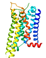 5-HT1D receptor structure