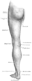 Malleolus