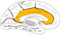Cingulate gyrus anatomy