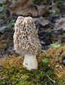 Morchella