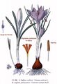 Crocus sativus and Crocus vernus