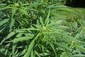 Psychoactive_plant