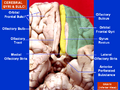 Olfactory tract