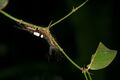 Lymantriinae moth
