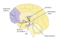 Aging brain