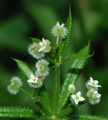 Galium