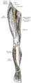 Anatomy of the femoral nerve in the thigh