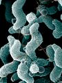Campylobacter jejuni, a common trigger of Guillain–Barré syndrome
