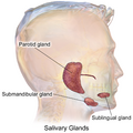 Diagram of salivary glands including the sublingual gland