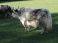 Bluetongue in Captive Yak