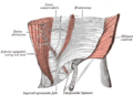 Inferior epigastric vein