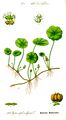 Illustration of Hydrocotyle vulgaris