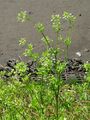 Wild Celery in Elswick, Northumberland
