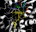 Active site of Methylmalonyl-CoA mutase