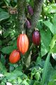 Cocoa pods, used by the Maya to make chocolate