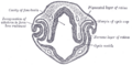 Optic vesicle