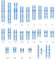 Human karyotype