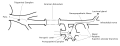Diagram of the maxillary nerve system.