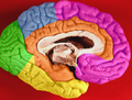 Brain lobes - medial surface with limbic lobe