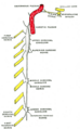 Gray's Anatomy illustration of the middle cervical cardiac nerve