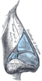 Gray's Anatomy illustration of nasal bone