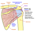Shoulder joint back view