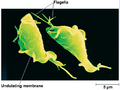 Trichomonas vaginalis image