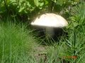 Agaricus subrufescens in the wild