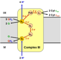 Complex III