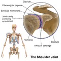 Blausen 0797 Shoulder Joint
