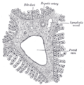 Gray's Anatomy illustration of bile duct