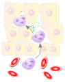 Neutrophil action