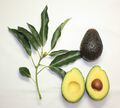 Branch and fruit of the Maluma avocado cultivar