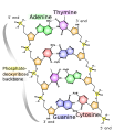 Chalcogen