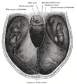Straight sinus - transverse section
