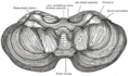 Central lobule