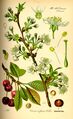 Illustration of Prunus cerasus