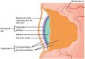 Embryonic Disc, Amniotic Cavity, Yolk Sac