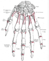 Extensor pollicis brevis muscle