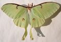 Luna moth female
