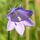 Stub icon